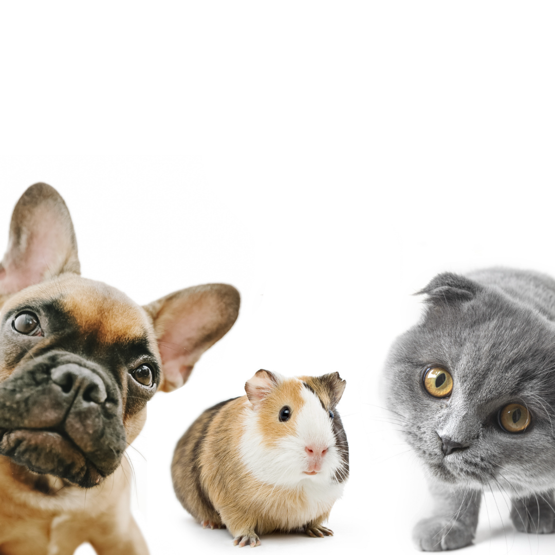 Gray cat, boxer puppy and hamster