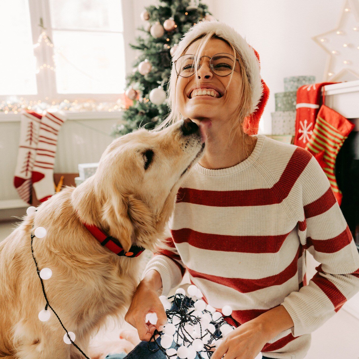 Gold retriever giving kisses to owner during holiday season