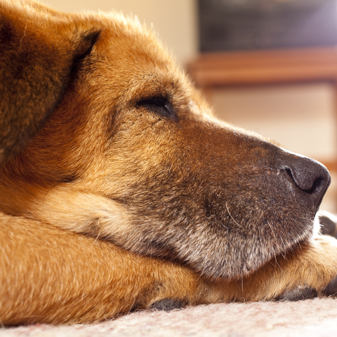 Old Dog resting on the floor