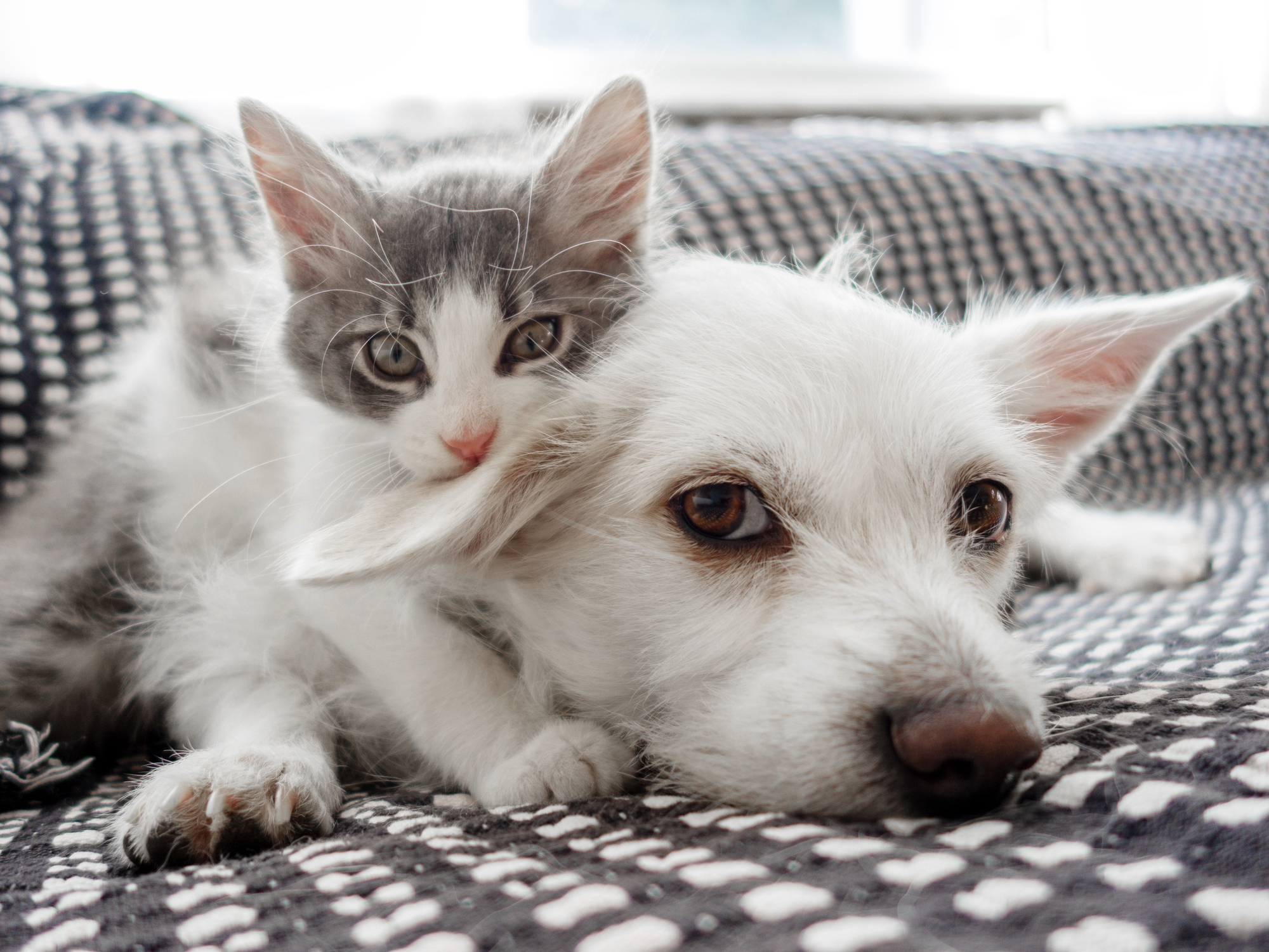 Cat laying on Dog on bed